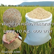 เมล็ดพันธุ์ข้าวเหนียวหอมนาคา บรรจุ 10 Kg. พันธุ์ข้าวเหนียวอย่างดี ปลูกเองขายเองโดยวิธีธรรมชาติ ปลูกไ