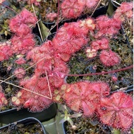 Garden Decoration Drosera burmanii{Vietnam}, Drosera burmanii{Humpty Doo}