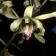 Anggrek Dendrobium wulaiense remaja