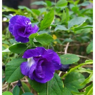 Clitoria Ternatea (Multipetal rosette) /Blue Pea flower/Bunga Telang, benih bunga anak pokok /Butterfly pea flower plant