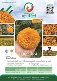 เมล็ดพันธุ์ดาวเรือง Finix P88 (สีทองเข้ม)ต้นสูง(ตัดดอกจำหน่าย)