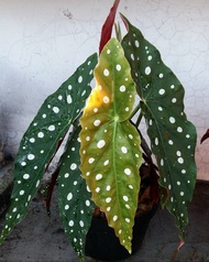 Begonia Maculata atau begonia polkadot