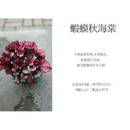 心栽花坊-蝦蟆秋海棠/紅葉蝦蟆/蝦蟆海棠/5吋/綠化植物/觀葉植物/售價120特價100