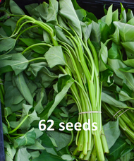 kangkong / spinach seeds - 25pesos per pack - condor seeds - plant seed - vegetable seeds - Upland K