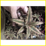 【hot sale】 Cryptanthus Cryptanthus