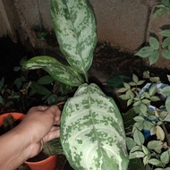 Aglaonema  live plants