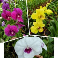 Promo Murah Paket 3 anggrek dendrobium dewasa / anggrek dendrobium