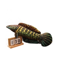Simulation Fish Doll Blackfish Doll Murloin Fish Yellow Fish Crucian Carp Gift Plush Toy Pet Thunder