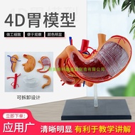 Stomach Model Stomach Anatomy Model Assembly Model Human Anatomy Model Puzzle Model Organ Model