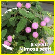 Mimosa Pudica Seeds - High Germination 8 Seeds Flower Seeds for Planting Flowering Plants Seeds Shrinking Makahiya Plant Seeds Rare Plants Flowers Live Plants for Sale Real Plants Air Plant Indoor Ornamental Plants บอนสี เมล็ดดอกไม้ เมล็ดบอนสี ดอกไม้