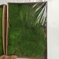 Synthetic moss/ premium moss Fresh moss / moss artificial moss