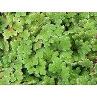 900 gram Azolla Microphylla Makanan Ikan | Ayam | Itik | Lobster