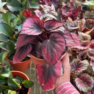 AZ-BEGONIA REX (G) S