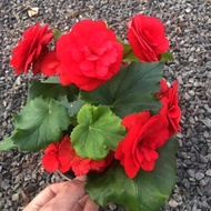 ✨SG Hot selling ✨Double Petal Begonia Potted Plant with Flowers, Blooming Continuously in All Season