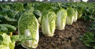 benih seeds sayuran sawi putih jumbo cepat tumbuh