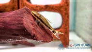 Otocinclus Catfish /Algae Eater/Small Tropical Fish 小精灵/食藻者/小型热带鱼/活体(Sin Quan Aquaculture Enterprise