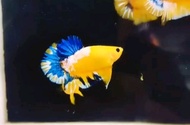 Hiasan Akuarium (Yellow Hellboy)