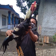 ayam shamo line eropa