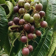 POKOK LONGAN 3 RASA/ MATOA HYBRID