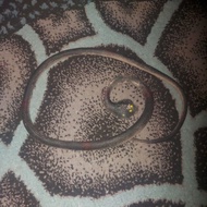 Fake Snake to play with