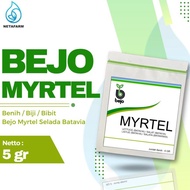 groei || Benih / Biji / Bibit BEJO MYRTEL Selada Batavia - Kemasan 5