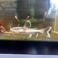 NEW ikan hybrid RTC x pangasius albino catfish