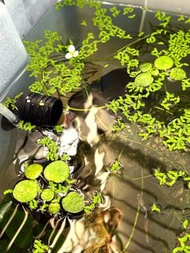 ［自繁］ 豹紋圓心萍 青萍、紫萍 陽明柳  米蝦 黑殼蝦 蘋果螺 生態缸 戶外 教材