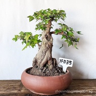 Small Leaf Red Bud Triangle Maple Shaped Stump Maple Bonsai RVJO U74W