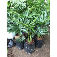 ☼✥☫Selloum Plant ( known as Sahod Yaman ) Live Plants with Soil and Pot