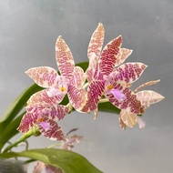 [ Fragrant  ] Phalaenopsis hieroglyphica | Species Orchid