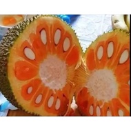 Bibit Nangka Merah madu