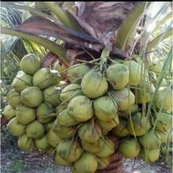 ANAK POKOK KELAPA TACUNAN/ Kelapa tacunan (Philippine) by AL PLANT