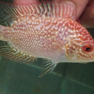ikan louhan gb cencu burayak