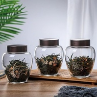 Glass Tea Jar, Glass Tea Jar