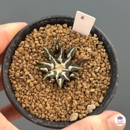 Ariocarpus kotschoubeyanus แคคตัส กระบองเพชร cactus&amp;succulent