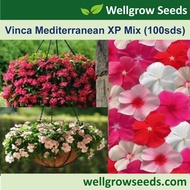 Vinca Trailing Mediterranean XP Assorted  (100 seeds) 长春花：地中海XP系列  Periwinkle Trailing Flower Seeds Wellgrow Seeds