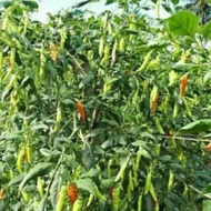 100 BENIH BIJI CABE RAWIT ORION UNGGULAN