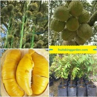 PACKAGE 10 ANAK POKOK MUSANG KING D197 HYBRID Buah Buahan Fruits Live Plant