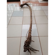 Rotan Songsang Akar..