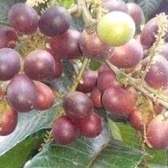 ANAK POKOK MATOA (LONGAN BRAZIL). Free Gift Biji Sacha Inchi