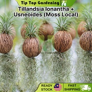 TIPTOP Tillandsia Ionantha + Usneoides (Moss Local) Air Plant Combo Pokok Janggut Adam