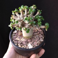 超卷) 羊角沙漠玫瑰  正版 實生 精選靚葉 可曬 喜熱 種定 小捲葉 caudex 種定 盆栽 可愛 塊根植物 連花盆 plant  多肉植物  禮物 gift DHA desert rose 可曬