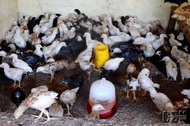 TELUR AYAM JOPER UNTUK DI TETASKAN