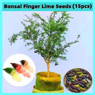 [Fast Germination] 15pcs Bonsai Finger Lime Seeds for Planting Fruits Delicious Fruit Seeds Dwarf Fi