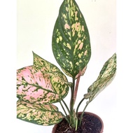 Aglaonema Pink Valentine