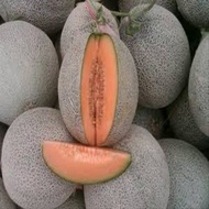 10 Benih melon SAKATA GLAMOUR F1 HYBRID MELON -mg