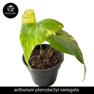 anthurium pterodactyl variegata 