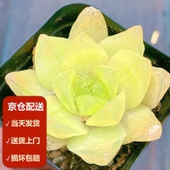 Moyi（MOYI）Succulent plant Jade Dew Succulent Gold Jade Dew Welfare Succulent Plant Greenhouse