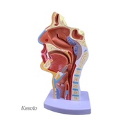 [Kesoto] Human Anatomical Nasal Cavity Throat Anatomy Model 4.74.79.5 Inches