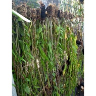 Anggrek Dendrobium Aphyllum Dewasa / Anggrek Tirai